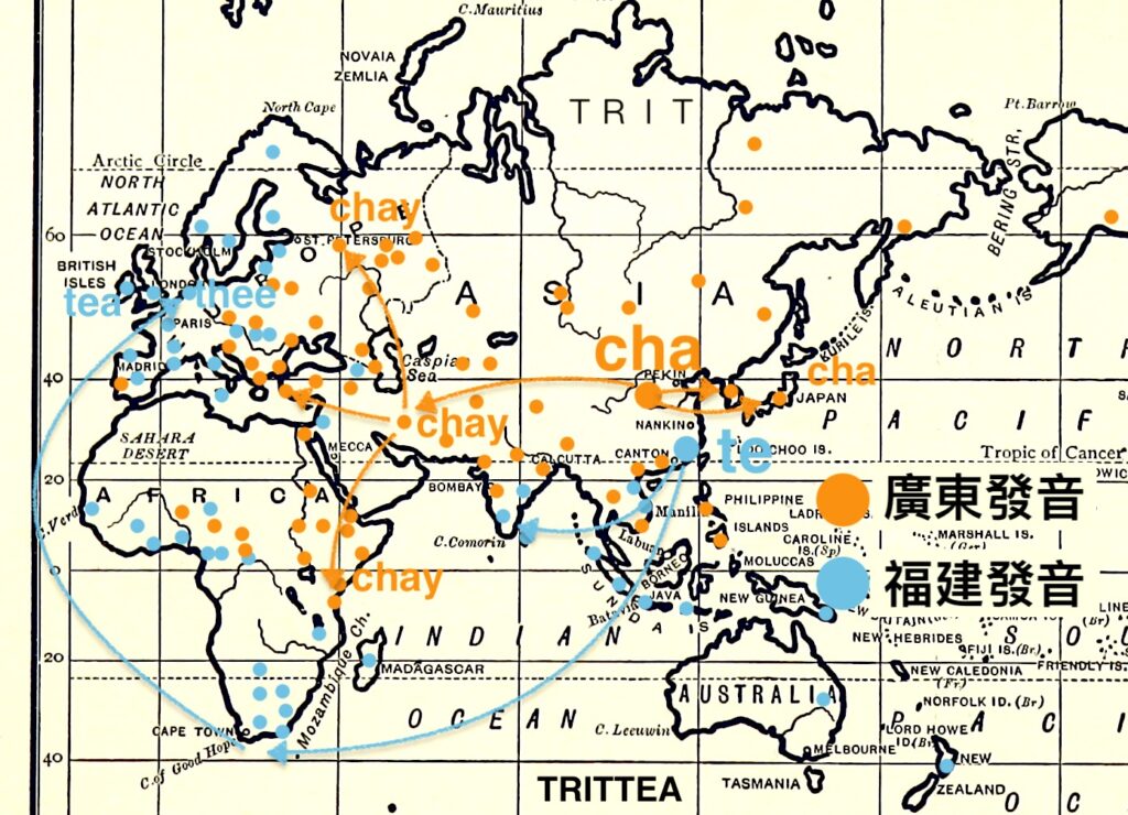 世界茶葉發音與傳播